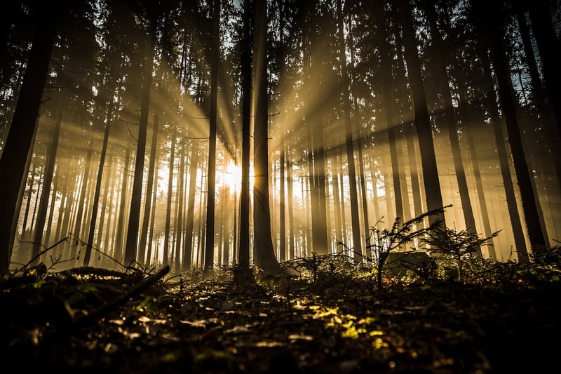 Magical Woodland
