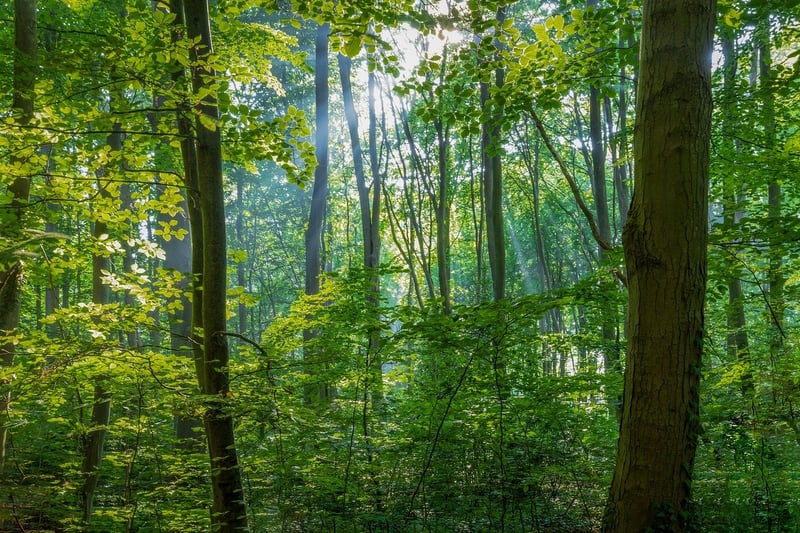Magical Woodland